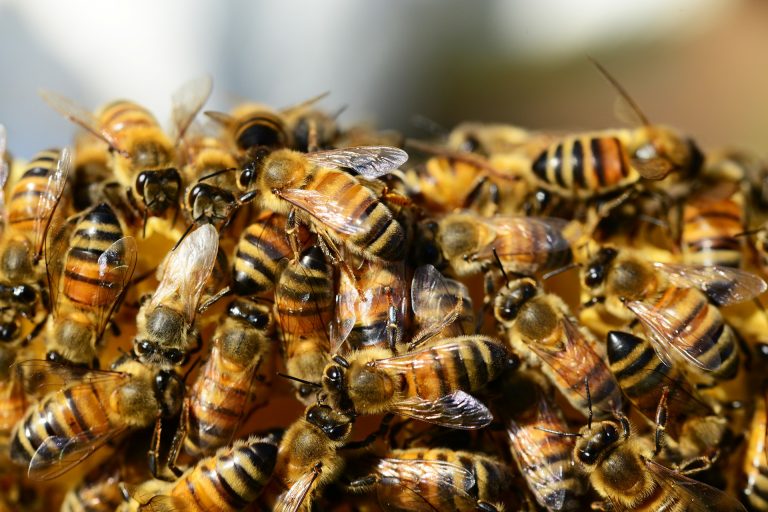 Honig-Bienen-Bienenschutz-Thema-der-Zukunft-Lions-Club-Cuxhaven